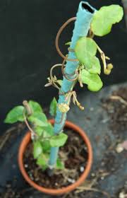Image result for Ceropegia inornata