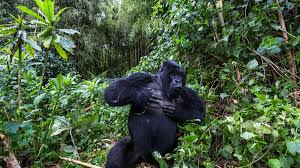 One of albert's most unfavorite things was to deal with the pshychologists who hung out at the back of his cage, enticing him to take psyc. Why Do Male Gorillas Beat Their Chests New Study Offers Intriguing Evidence