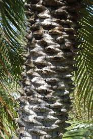 Watch for signs of spots on the leaves of your palm; Enh 600 St441 Phoenix Roebelenii Pygmy Date Palm