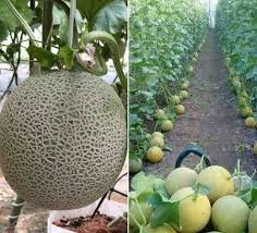 Cantaloupe is easy to grow, contains few calories and is a great cantaloupe (actually a muskmelon) tempts you with extra sweet, juicy flesh and a delicious, musky fragrance that emanates through the melon when. Growing Muskmelon Indoors From Seed A Full Guide Gardening Tips