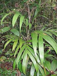 Image result for Dysphania procera