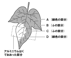 問題 植物の対照実験 Examee