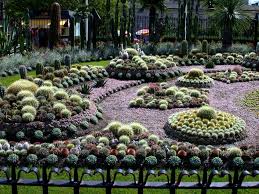 X Is For Xerophytes Arizona Gardening Succulents Garden Planting Succulents