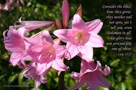 Image result for image solomon and lilies