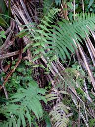 Image result for Christella dentata