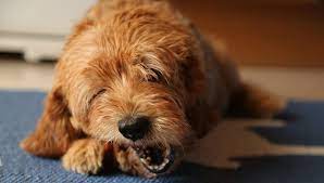 How Long Do Labradoodle Puppies Teethe Plus Teething Toys