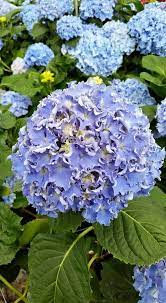 Hydrangea Spike Blue Beautiful Flowers Planting Hydrangeas Beautiful Hydrangeas