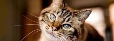 At vca westside animal hospital, we know that early detection and diagnosis is the most efficient, most effective, most reliable way to help your pet live the longest, happiest, healthiest life possible. Emergency Vet In Newman Ca Westside Animal Hospital