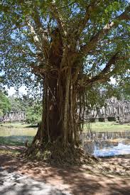 Image result for Afzelia