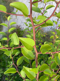 Image result for Pisonia aculeata