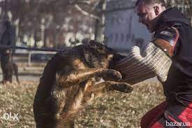 dressirovka sobak obshij kurs dressirovki zks zashitno karaulnaya sluzhba ohrana dressirovka sobak sobaki zhivotnye