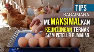 Use this guide to learn more about who is eligible for the new. Berguna Penting Cara Menaikkan Keuntungan Pendapatan Ternak Ayam Petelur Rumahan Bagus Di 2021 Rabab Minangkabau