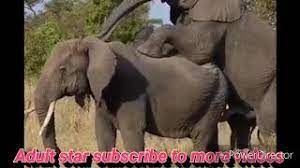 Kannada new movies download free. Mxtube Net Haati Ka Land Com Xxx Mp4 3gp Video Mp3 Download Unlimited Videos Download