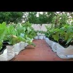 Rooftop / terrace garden kit with tamil nadu government subsidy is available in chennai at 4 centres to encourage the organic gardening at their homes. Make Your Own Organic Fertiliser For Your Terrace Garden Poovali News7 Tamil Your Gardening Forum