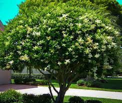 Waxleaf Privet Trees For Front Yard Florida Trees Landscape Maintenance