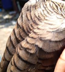 Maybe you would like to learn more about one of these? Jual Burung Perkutut Lokal Katuranggan Udan Mas Di Lapak Siti Nurhalimah27fajarstone Bukalapak