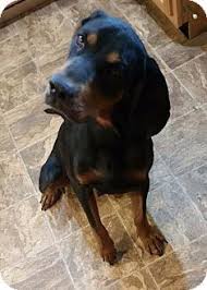 Black And Tan Coonhound Rescue Fond Du Lac Wi Black And Tan Coonhound Meet Hooper A Dog For Adoption Kitten Adoption Paws Rescue Dog Adoption