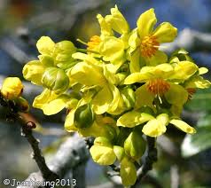 Image result for Ochna arborea