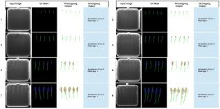 Research, news, share price information and investor relations on boustead plantations (bplant mk, bplant, bopl.kl, 5254.kl). Phenomnet Bridging Phenotype Genotype Gap A Cnn Lstm Based Automatic Plant Root Anatomization System Biorxiv