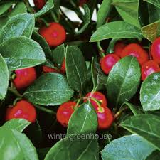 Image result for Galenia procumbens