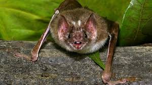Image result for Bat Bite