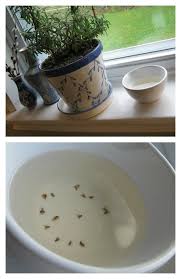 Natural Ways To Get Rid Of Flies Home Remedies Fruit Flies Get Rid Of Flies Fruit Fly Trap