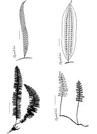 Image result for Microgramma