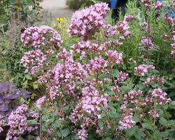 Image result for Rhipidoglossum delepierreanum