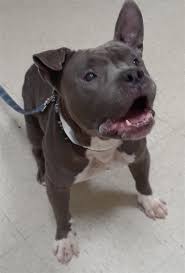 Adopt A Dog Humane Society For Sw Washington Dogs Dog Adoption Humane Society