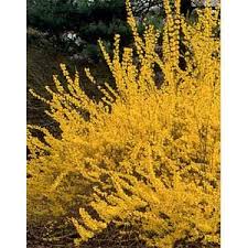 Yellowbell Or Forsythia Early Spring Flowers Bush Landscape Landscape Design Early Spring Flowers