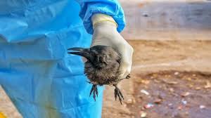 A sick bird sheds the virus in its feathers, mucous, saliva and faeces. Bird Flu In India Can I Eat Eggs Or Chicken All You Need To Know Cnbctv18 Com