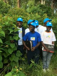 Image result for Croton triqueter