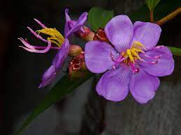 pc243690 lr2 wildflowers in my garden senduduk melastoma malabathricum wild flowers native plants purple flowers