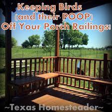 While birds might be beautiful to look at and listen to from a distance, they can become extremely problematic when they decide to make their homes near your porch, deck, or patio. Easy Solution For Keeping Bird Poop Off Railings Texas Homesteader