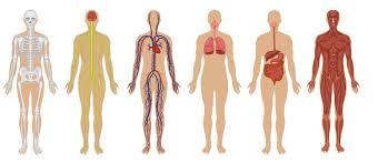 The ph of saliva is ranges from 6.5 to 7.5. The Human Body Anatomy Facts Functions Live Science