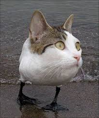 Amazing Animals Pictures Amazing Combination Of Animals With Photoshop 40 Pics Weird Animals Photoshopped Animals Funny Animal Photos