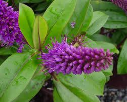 Image result for shrubby veronica hebe