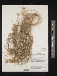 Image result for Dactyloctenium geminatum