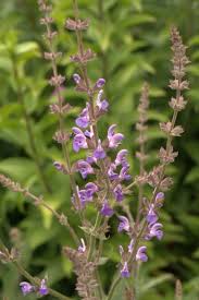 Check spelling or type a new query. Pin On Salvia Flowers