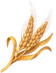 Two Stalks Of Dried Wheat Stock Art Wheat Drawing Herb Art