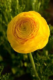 Check spelling or type a new query. All Orange Flowers And Yellow Flowers Are Beautiful And With Meanings Of Their Own So Which Do You Prefer Beau Yellow Wedding Flowers Flowers Yellow Flowers