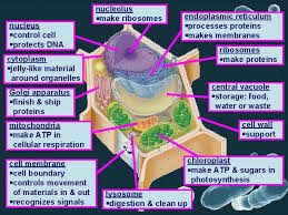 What plant cell structure enables it to carry out this function. Cell Structure And Function What The Cell Is