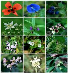 Image result for Kohautia ramosissima