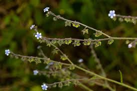 Image result for Cynoglossum lanceolatum