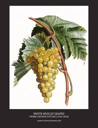 Wine Grapes And Vines Illustrations By Pierre Antoine Poiteau Botanical Prints Fruit Art Print Botanical Illustration Vintage