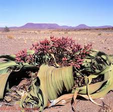 Image result for Welwitschiaceae