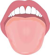 舌のイラスト描きました |  やましろ歯科口腔外科｜口腔外科・口腔内科｜福岡で親知らずの抜歯、ドライマウス、睡眠時無呼吸症候群、口腔がん健診のことならやましろ歯科口腔外科へ。日本口腔外科学会認定専門医が治療します。