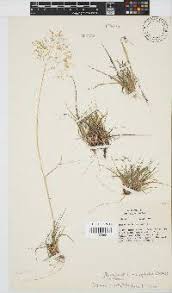 Image result for Pentameris