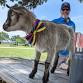 Cocoa and Cuddles with Santa (Austin) event image