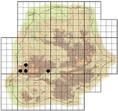 Image result for Passerina montana